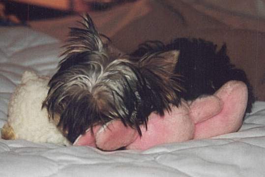 Baby Ariel at 16 weeks old.