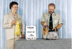 Coby's Championship Photo, Best of Breed & Toy Group 3rd