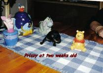 Prissy at 2 Weeks Old