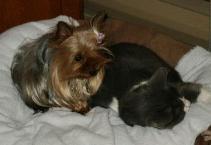 Prissy and Miss Mue Sharing A Pillow